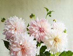 Dahlias, Print
Garden Design
Calimesa, CA