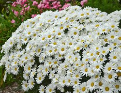 Daisy May Shasta Daisy, Leucanthemum, White Daisy
Proven Winners
Sycamore, IL