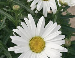 Daisy May Shasta Daisy
Proven Winners
Sycamore, IL