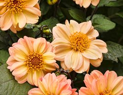 Dalightful Georgia Peach Dahlia, Peach Colored Flower
Proven Winners
Sycamore, IL
