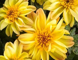 Dalightful Tupelo Honey Dahlia, Yellow Flower, Dahlia 
Proven Winners
Sycamore, IL
