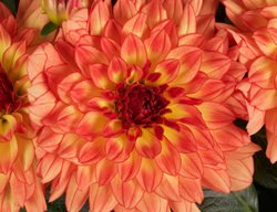 Dalina Grande Tequila Dahlia, Orange Dahlia, Dahlia Hybrid
Proven Winners
Sycamore, IL