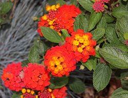 Dallas Red Lantana, Red And Yellow Flowers
Shutterstock.com
New York, NY