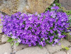 Dalmation Bellflower, Campanulaportenschlagiana
Shutterstock.com
New York, NY