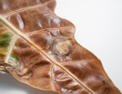 Damaged Alocasia Leaf
Shutterstock.com
New York, NY