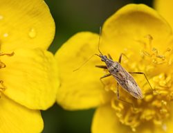 Damsel Bug
Shutterstock.com
New York, NY