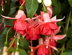 Dancing Flame Fuchsia, Fuchsia Flowers
Garden Design
Calimesa, CA