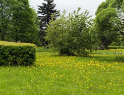 Dandelion Field
Garden Design
Calimesa, CA