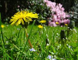 Dandelion, Weed, Lawn Weed
Pixabay
