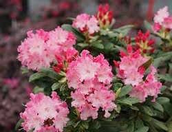 Dandy Man Color Wheel Rhododendron, Rhododendron Plant, Pink And White Flowers
Proven Winners
Sycamore, IL
