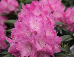 Dandy Man Pink Rhododendron, Rhododendron, Flowering Shrub
Proven Winners
Sycamore, IL