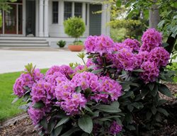 Dandy Man Purple Azalea, Evergreen Azalea
Proven Winners
Sycamore, IL