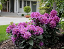Dandy Man Purple Rhododendron, Purple Flowers, Rhododendron
Proven Winners
Sycamore, IL