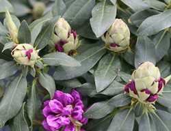 Dandy Man Purple Rhododendron, Rhododendron Foliage 
Proven Winners
Sycamore, IL