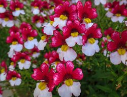 Danish Flag Nemesia, Nemesia Strumosa
Shutterstock.com
New York, NY