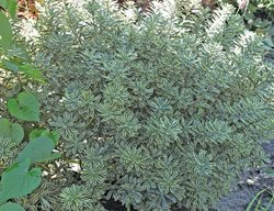 Daphne Burkwoodii, Shrub
Garden Design
Calimesa, CA