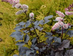Dark Astilbe, Chocolate Astilbe
Millette Photomedia
