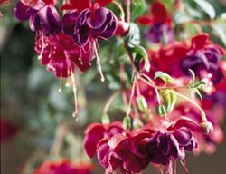 Dark Eyes Fuchsia, Hybrid Fuchsia Plant
Proven Winners
Sycamore, IL