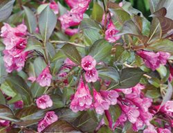 Dark Horse, My Monet
Millette Photomedia
