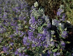 Dark Knight Caryopteris, Caryopteris X Clandonensis, Bluebeard Plant
Millette Photomedia
