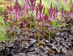 Dark Side Of The Moon Astilbe, Purple Astilbe
Proven Winners
Sycamore, IL
