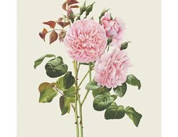 David Austin Print, Roses Print
Garden Design
Calimesa, CA