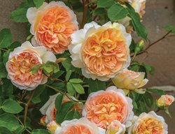 David Austin Roses 
Garden Design
Calimesa, CA