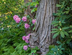 David Culp Webinar 2026
Garden Design
Calimesa, CA