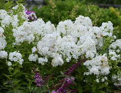 David Garden Phlox, Phlox Paniculata, White Phlox
Proven Winners
Sycamore, IL