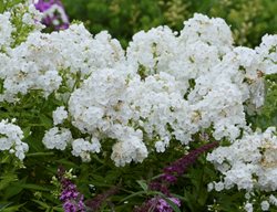 David Phlox, Phlox Paniculata, White Garden Phlox
Proven Winners
Sycamore, IL