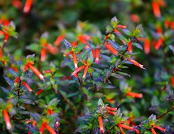 David Verity Cuphea, Cuphea Ignea Hybrid, Red Flowers
Shutterstock.com
New York, NY
