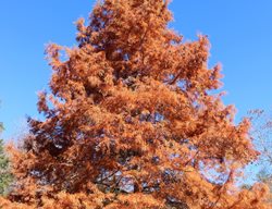 Dawn Redwood Tree In Fall, Metasequoia Glyptostroboides
Shutterstock.com
New York, NY