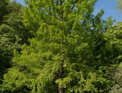 Dawn Redwood Tree, Metasequoia Glyptostroboides
Shutterstock.com
New York, NY
