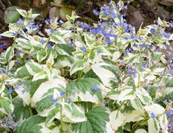 Dawson's White Brunnera, Variegated Brunnera
Shutterstock.com
New York, NY