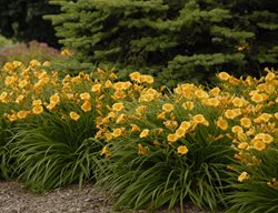 Daylilies, Garden
Walters Gardens
