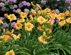 Daylilies In Border, Orange Smoothie Daylily, Hydrangea
Proven Winners
Sycamore, IL