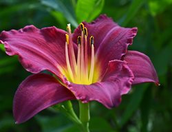 Daylily Flower, Hemerocallis
Creative Commons
