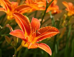 Daylily, Hemerocallis, Orange Flower, Bulb
Pixabay
