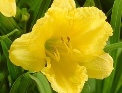Daylily Stella De Oro
Longfield Gardens
