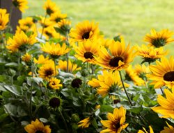 Deadheading Flowers
Garden Design
Calimesa, CA