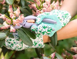 Deadheading Flowers, Rhododendron
Alamy Stock Photo
Brooklyn, NY