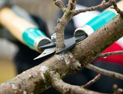 Deadheading
Garden Design
Calimesa, CA
