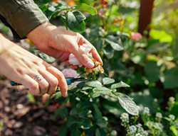 Deadheading Roses, Cutting Roses
Shutterstock.com
New York, NY