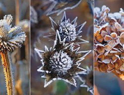 Deal 
Garden Design
Calimesa, CA