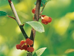 Debregeasia Edulis, Yanagi Ichigo
Western Hills Garden
Occidental, CA