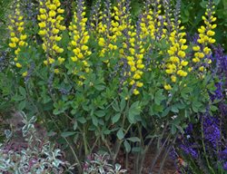 Decadence Lemon Meringue Baptisia, Yellow Baptisia, Baptisia In Landscape
Proven Winners
Sycamore, IL