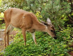 Deer, Garden, Groundcover
Pixabay
