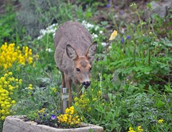 Deer In Garden
Shutterstock.com
New York, NY