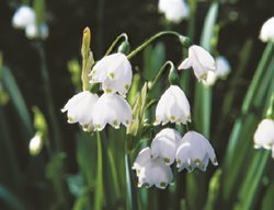 Deer Proof Bulb, Leucojum Aestivum
Garden Design
Calimesa, CA