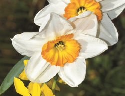 Deer Proof, Daffodils
Garden Design
Calimesa, CA